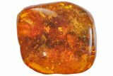Detailed Fossil Ant (Formicidae) In Baltic Amber #142185-1